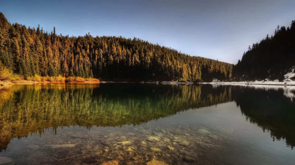 lake forest reflection clear water nature