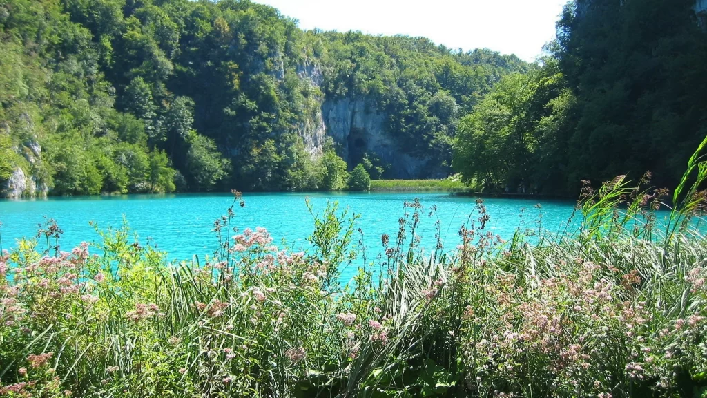 lake nature flowers trees water sunlight