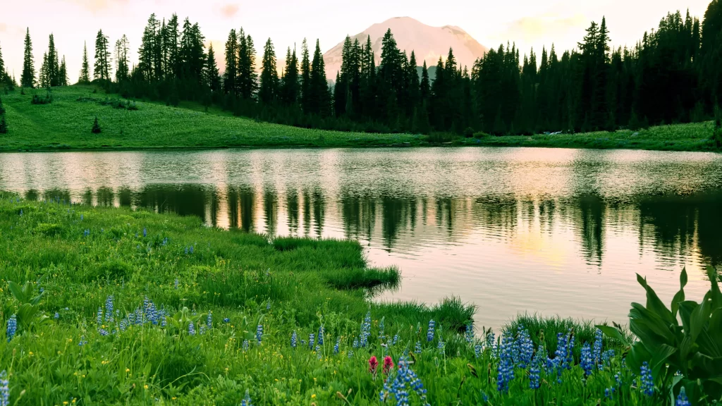 lake nature trees flowers mountain reflection