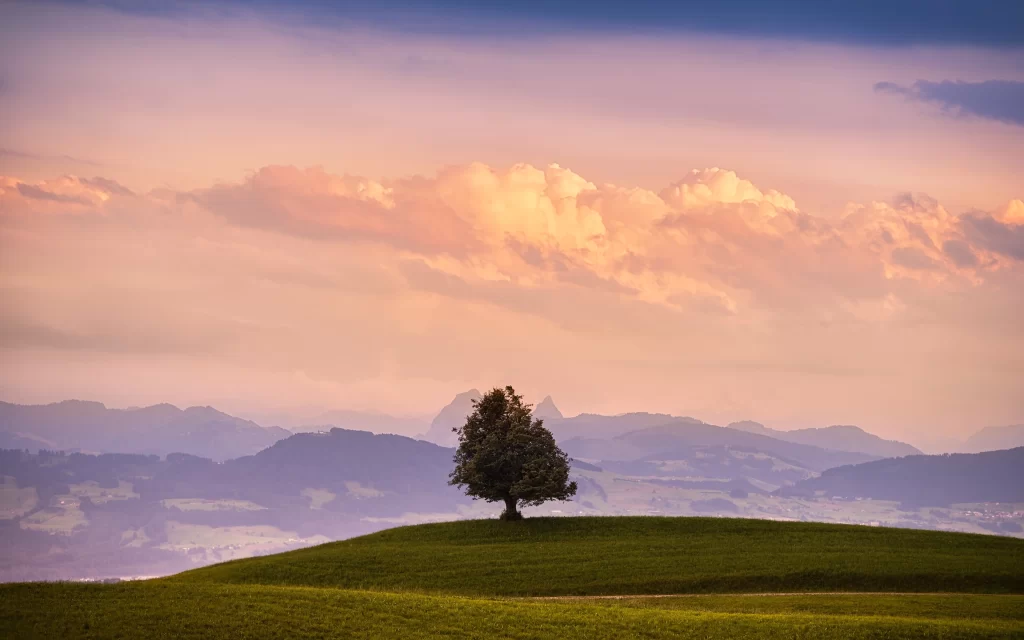 Lone Tree Rolling Hills Clouds Sunset Pasture