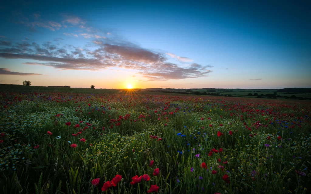 Sunset Wildflowers Field Sky Clouds