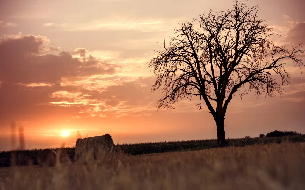 Sunset Orange Clouds Tree Field Hay