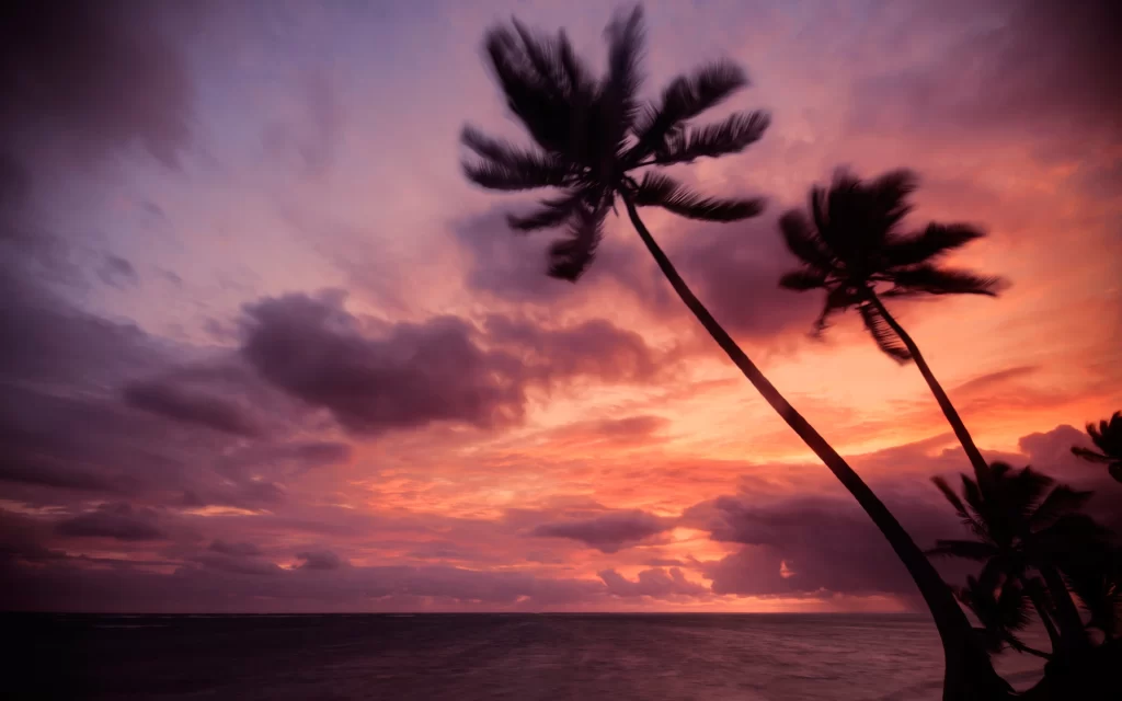 Sunset Clouds Ocean Palm Trees Silhouette