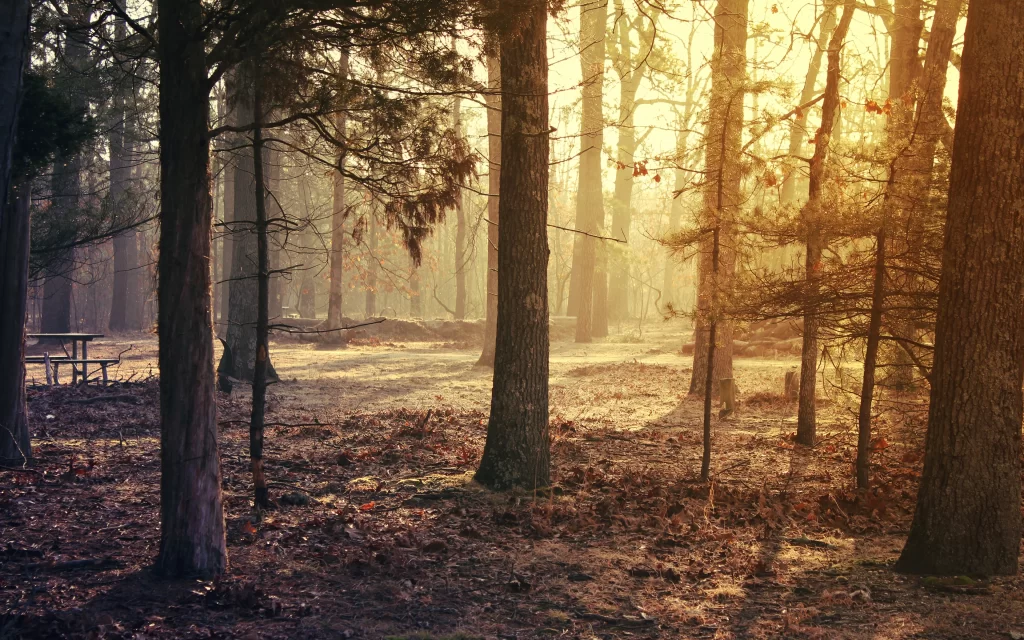 Sunlight Forest Trees Autumn Leaves Ground