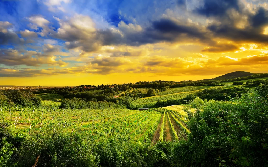 Sunset Golden Clouds Vineyard Greenery Hills