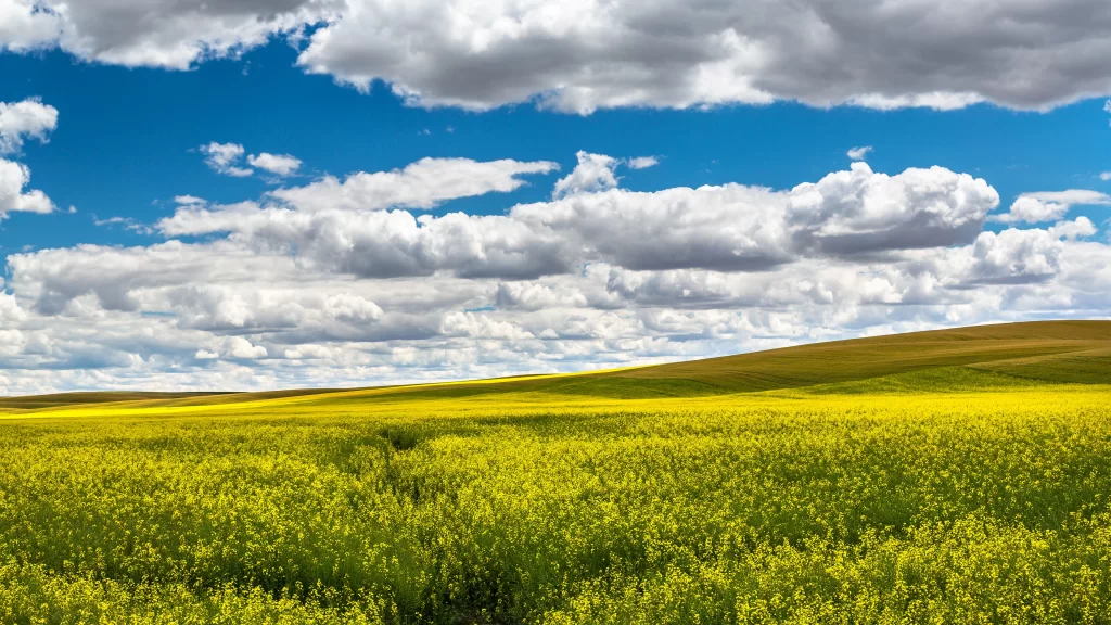 landscape field flowers sky clouds path