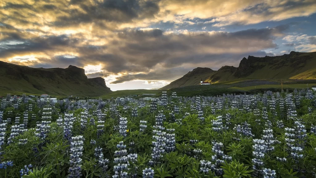landscape flowers mountains sky sunset clouds