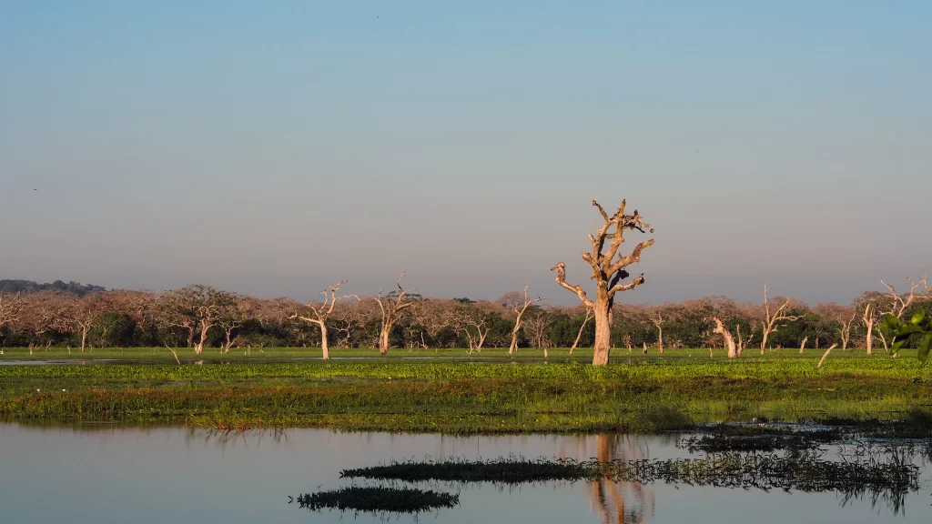 landscape nature trees water reflection sky