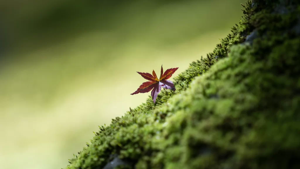 leaf moss nature green red texture background detail