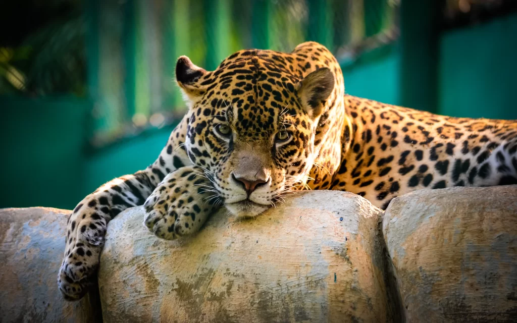 leopard rest rock gaze sunlight enclosure
