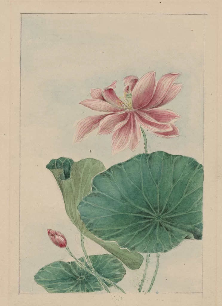 Lotus Flower Pink Green Leaves Traditional Painting