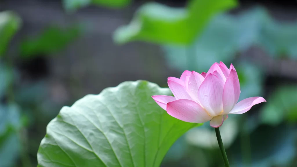 lotus flower pink petals green leaves nature