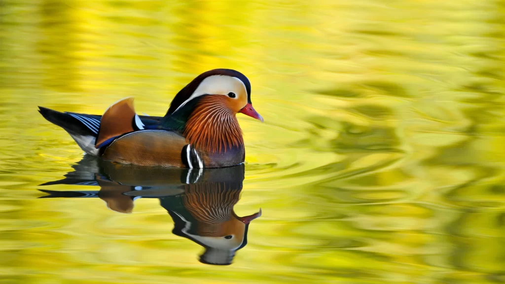Mandarin Duck Water Reflection Colorful Feathers Nature