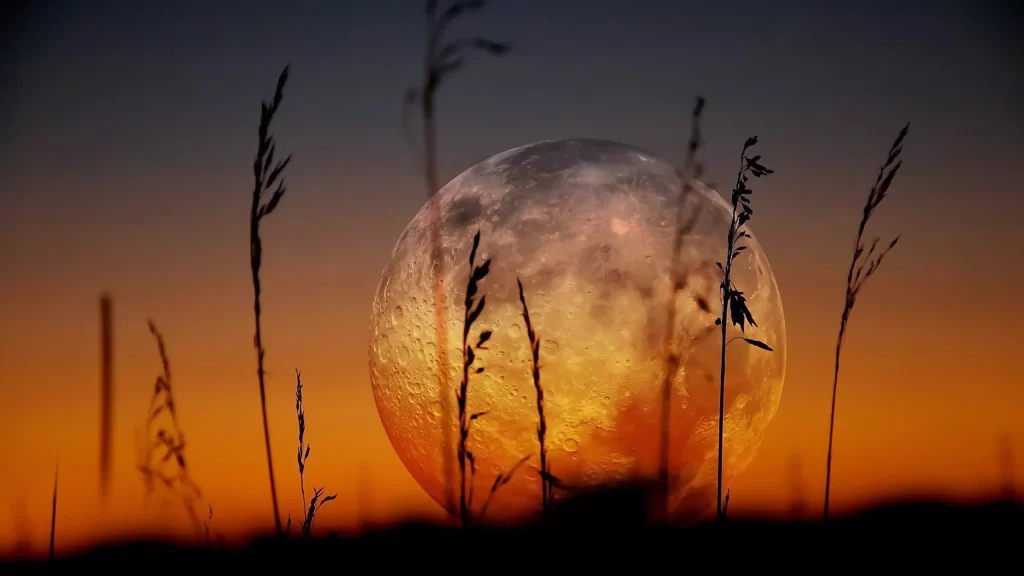 moon sunset grass silhouette sky twilight
