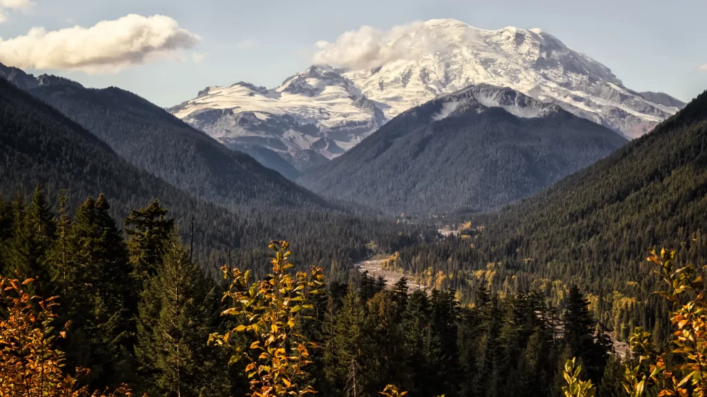 mountain snow forest valley trees