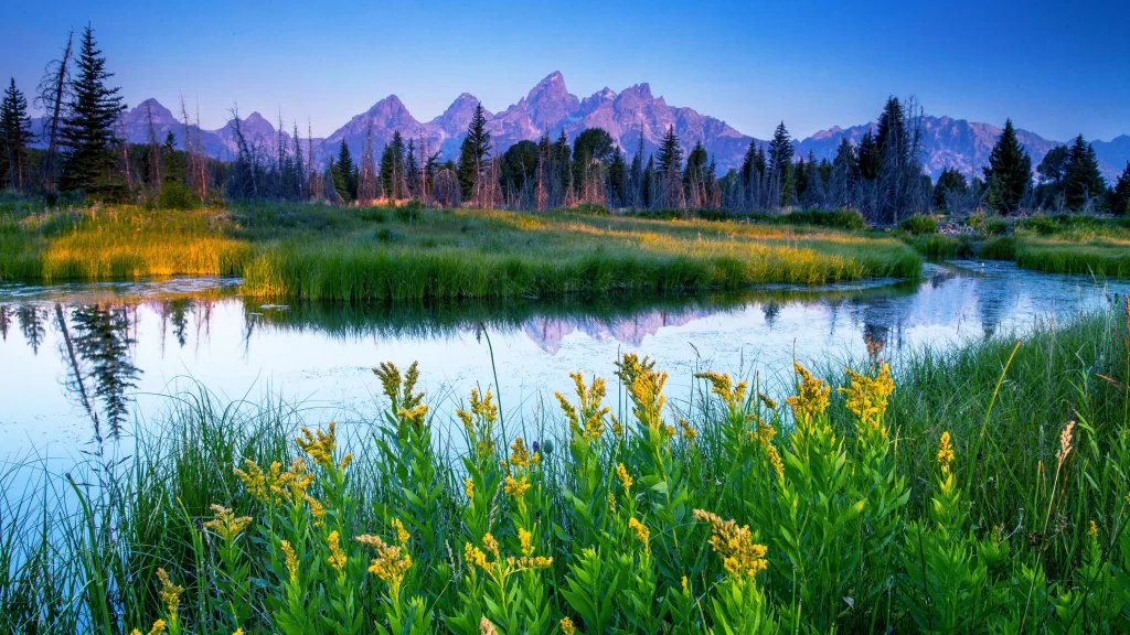 mountains, lake, reflection, flowers, trees, sky