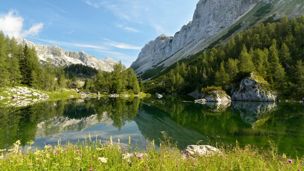 mountains lake trees flowers sky