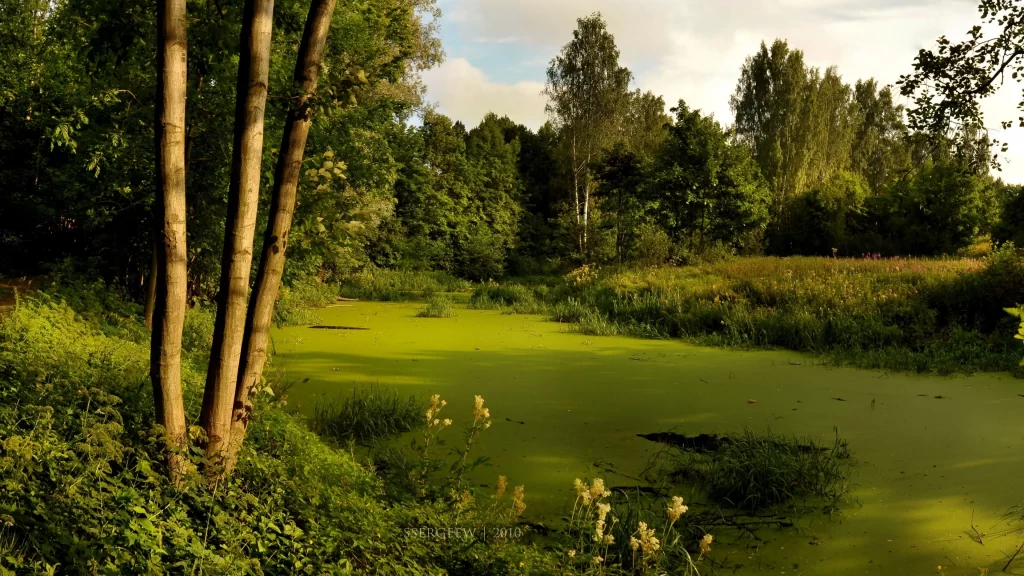 nature green trees water plants