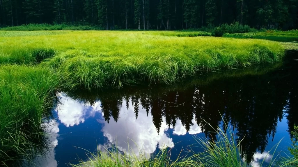 nature green water reflection trees sky