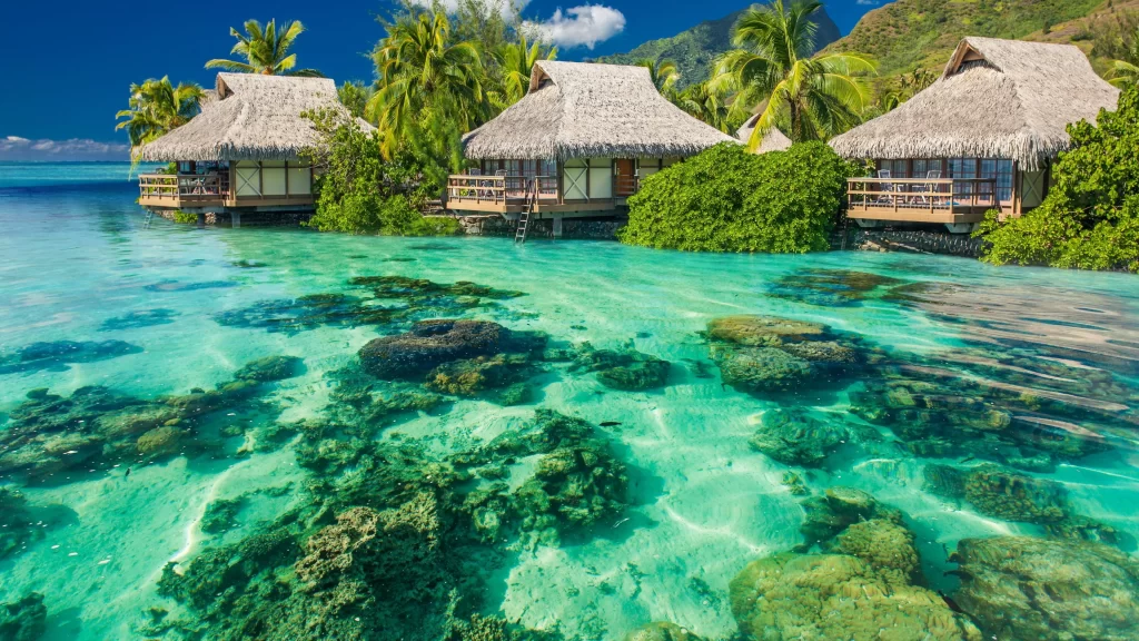 ocean bungalows tropical palm trees clear water coral reef