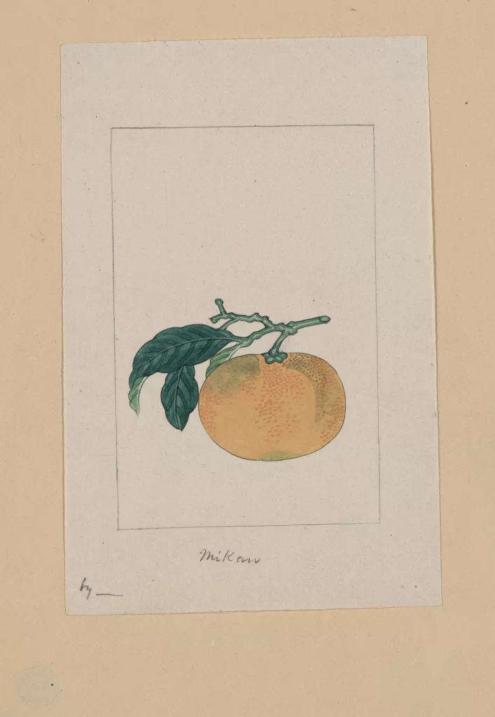 Orange Green Leaves Botanical Illustration Vintage Hand-Drawn Textured Background