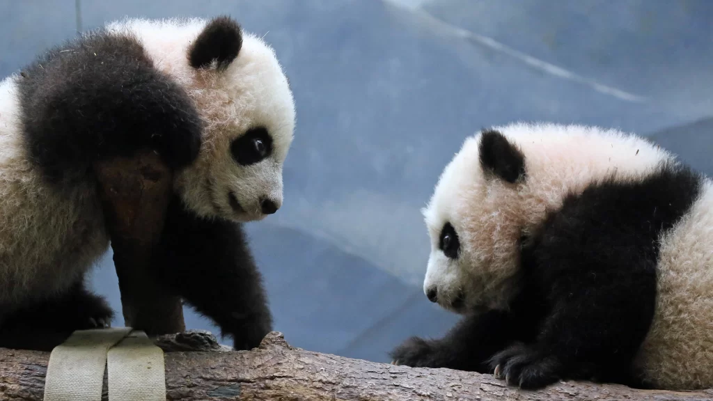 pandas, playful, black white, nature, interaction, curiosity