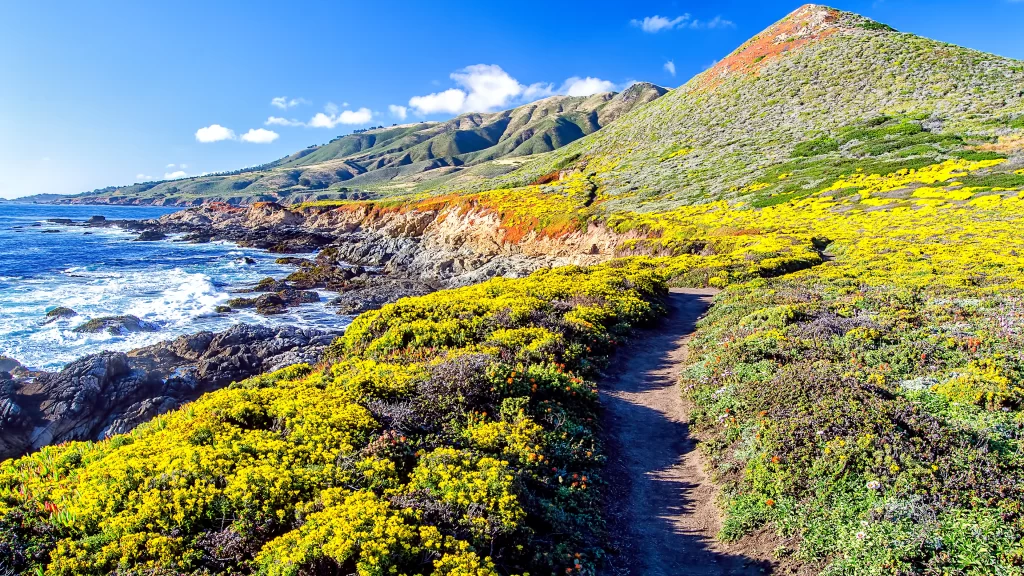 pathway coastal landscape nature flowers ocean