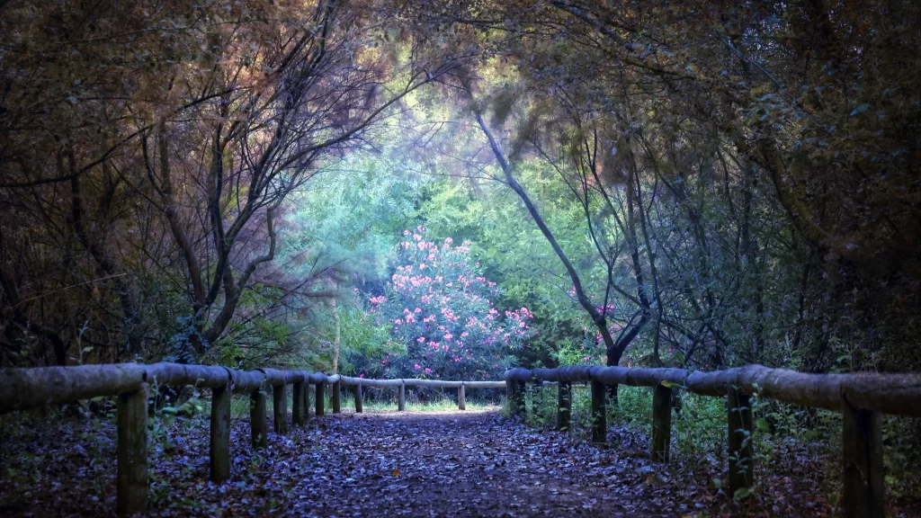 pathway trees flowers leaves fence forest nature tranquility