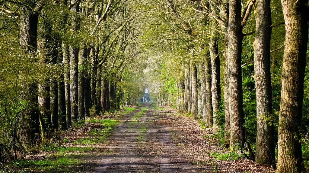 pathway trees forest sunlight nature tranquility