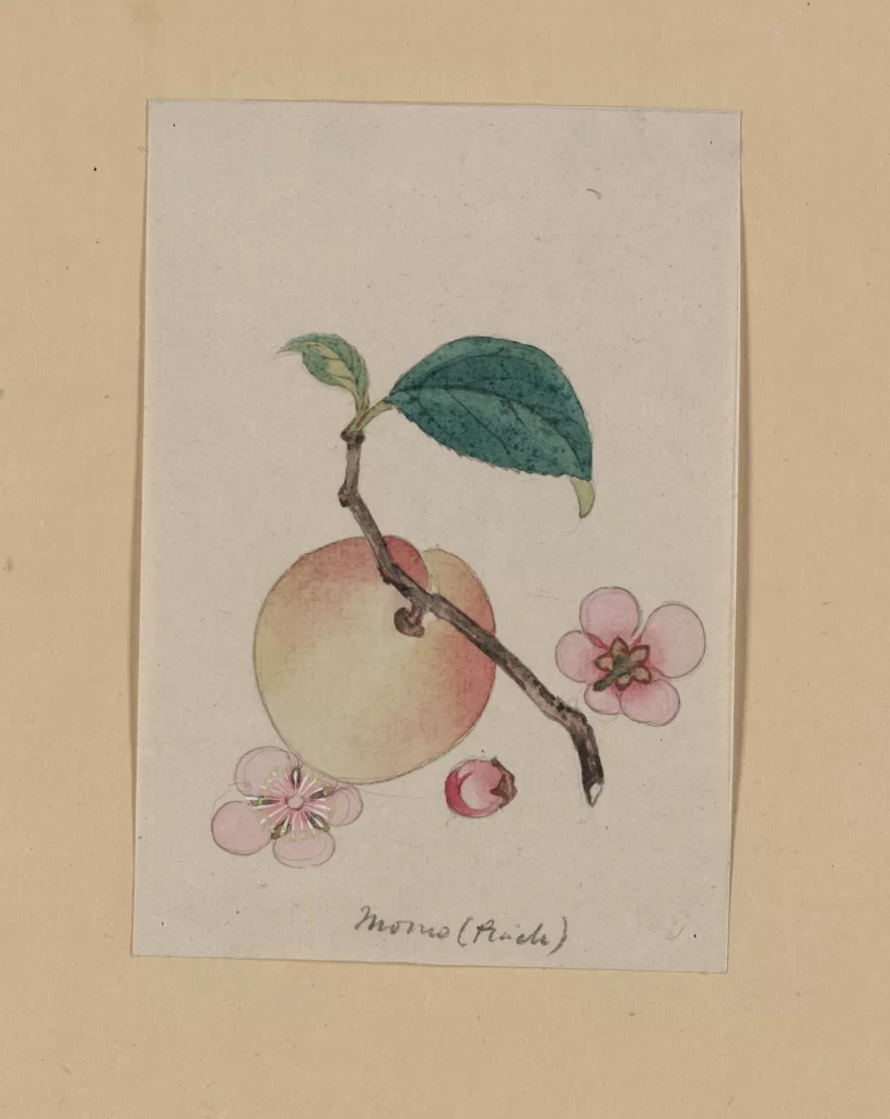 Peach Botanical Illustration Green Leaf Pink Flowers Watercolor Vintage