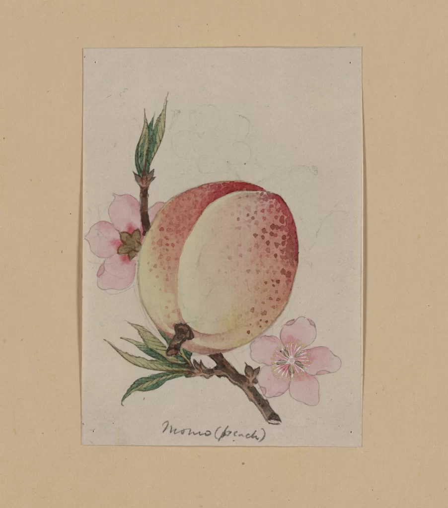 Peach Pink Flowers Green Leaves Watercolor Botanical Illustration