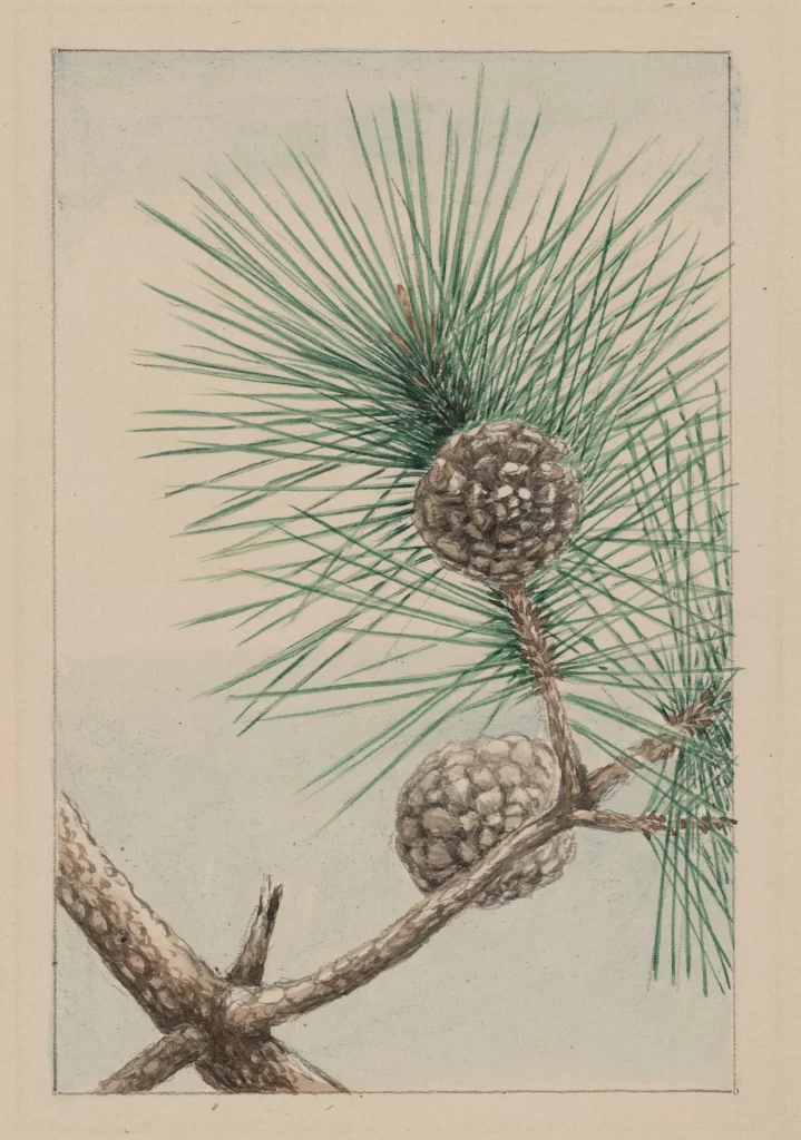 Pine Branch Cones Needles Green Brown Botanical Illustration