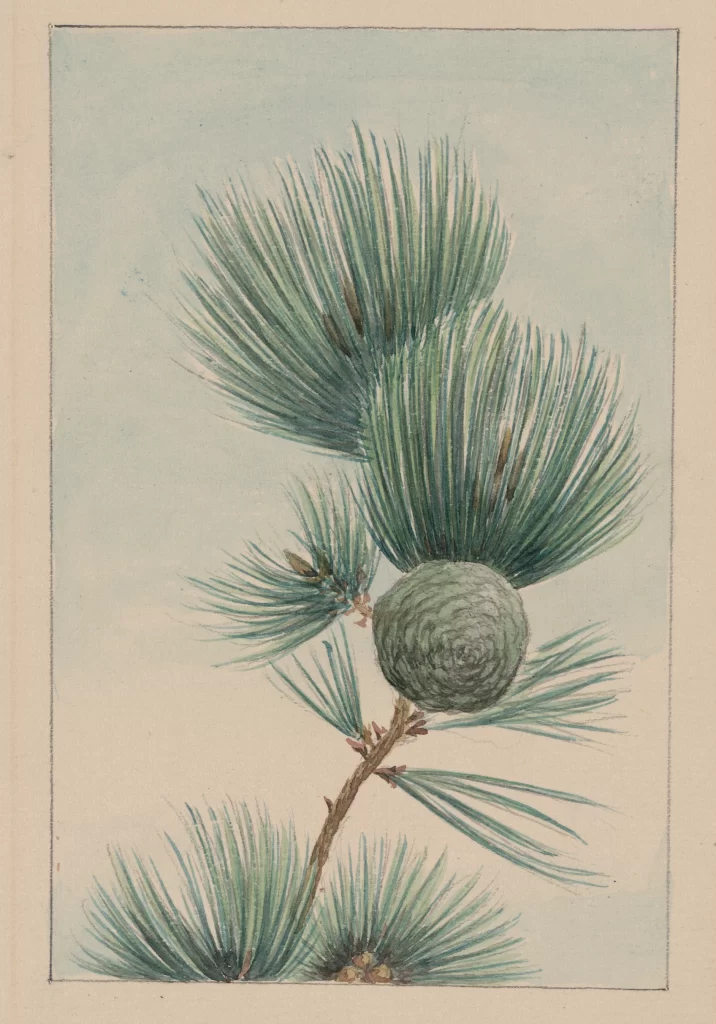 Pine Branch Green Blue Watercolor Detailed Natural