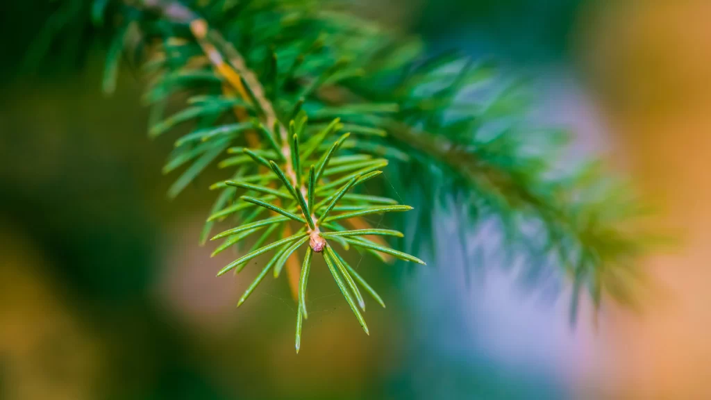 pine needles green branch blurred background nature closeup