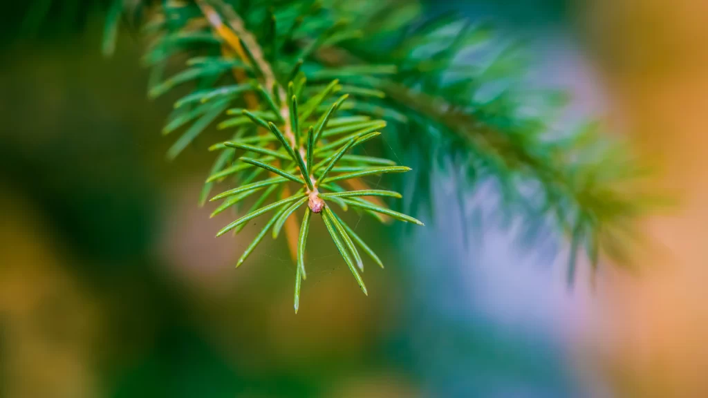 pine needles green branch nature closeup blurred background