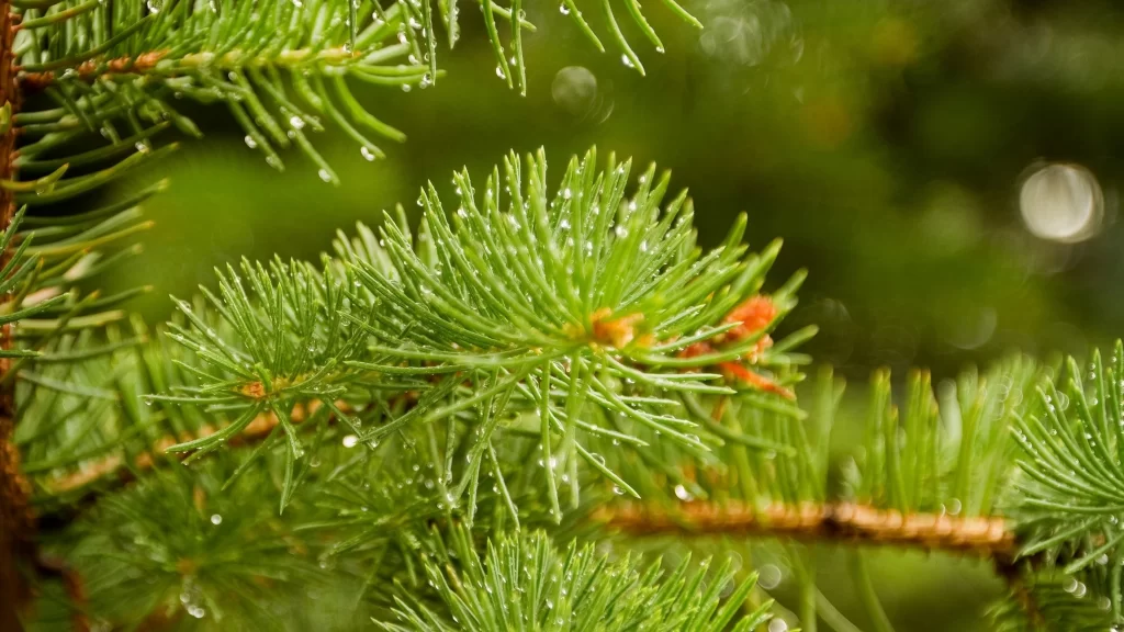 pine needles green water droplets closeup nature fresh