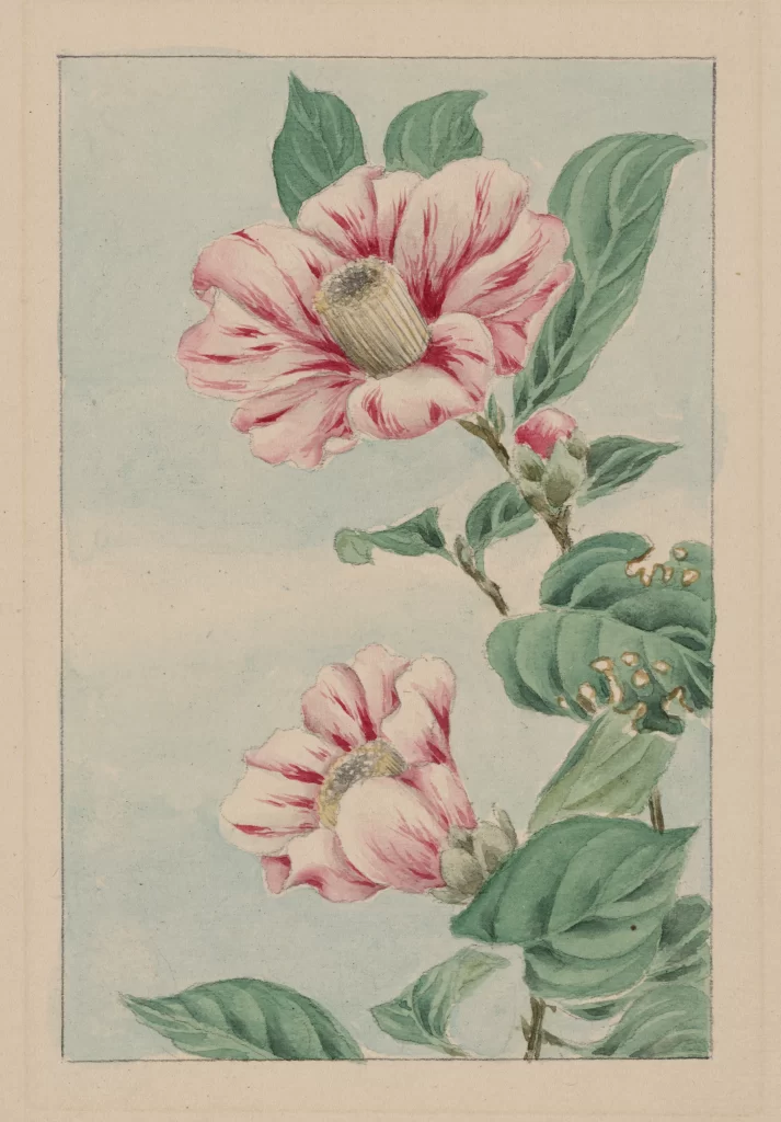 Pink Flowers Green Leaves Botanical Illustration Traditional Art