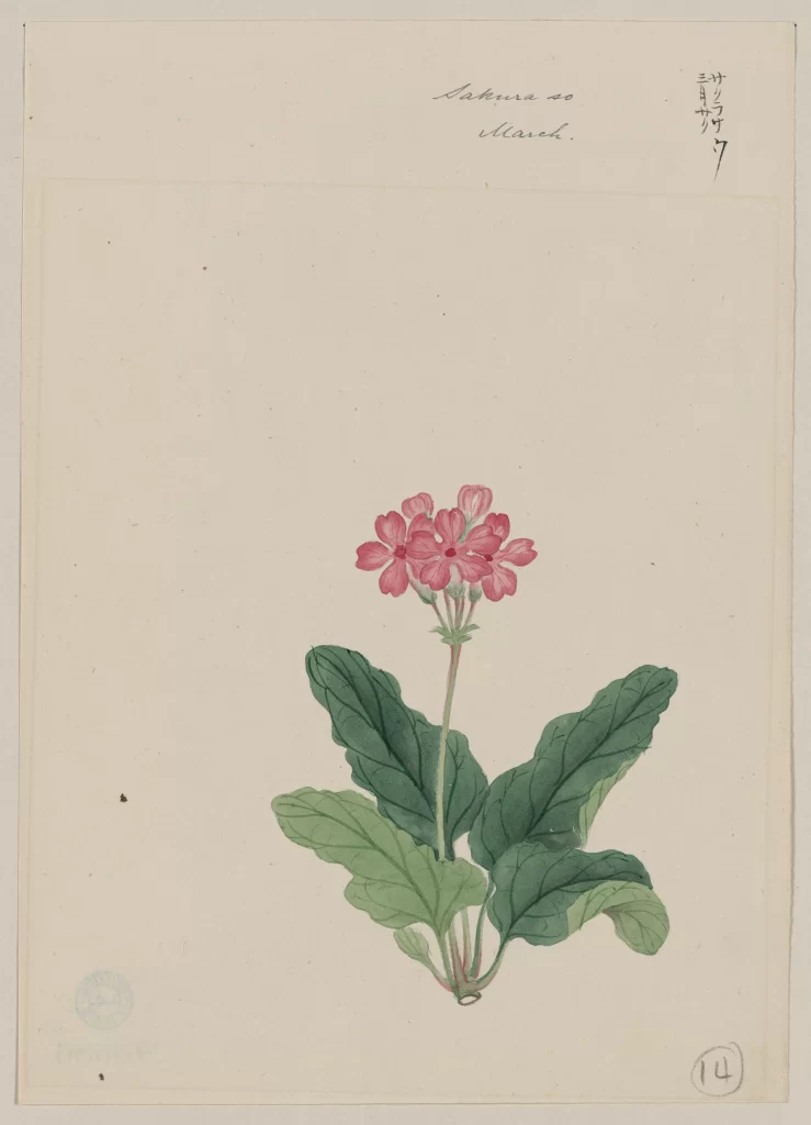 Pink Flowers Green Leaves Botanical Illustration Traditional Japanese