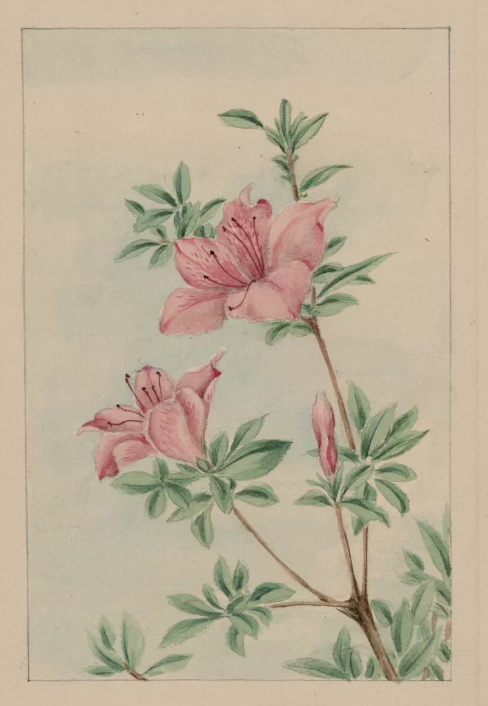 Pink Flowers Green Leaves Botanical Illustration Vintage Watercolor