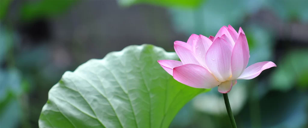 pink lotus flower green leaf serene nature