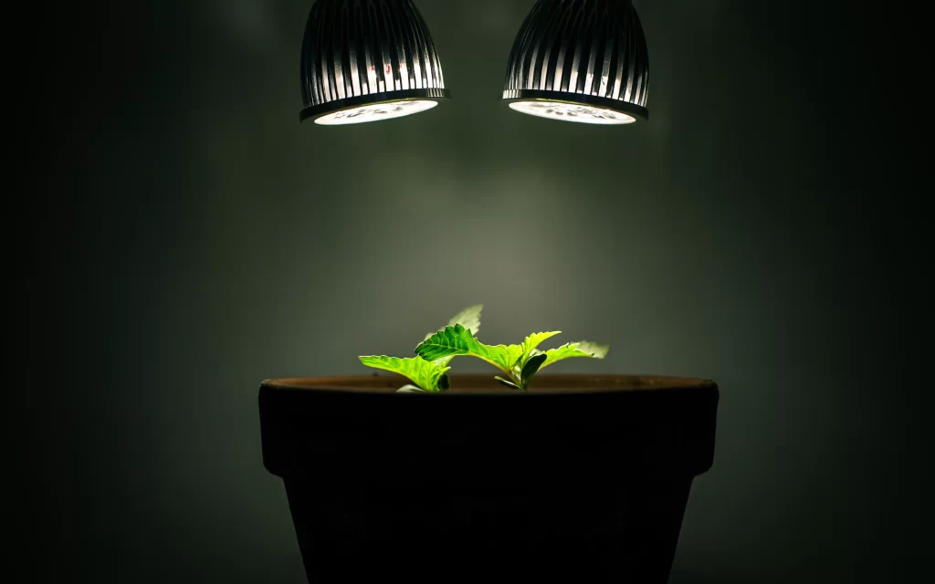 plant light growth indoor pot green