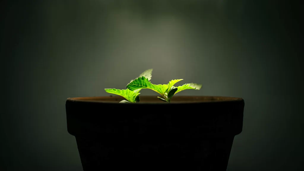 plant pot green growth light shadow