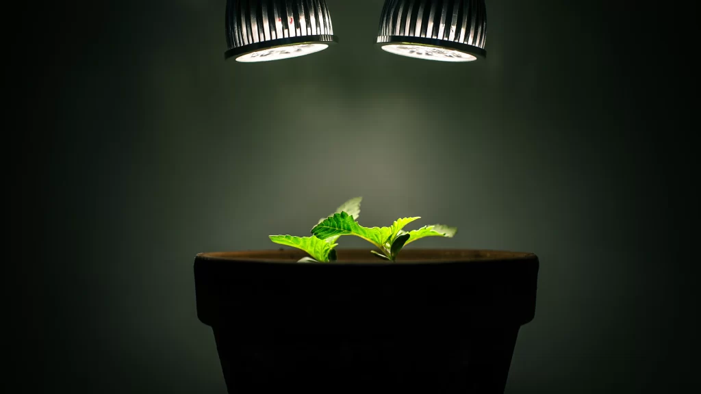 plant pot light growth indoor green