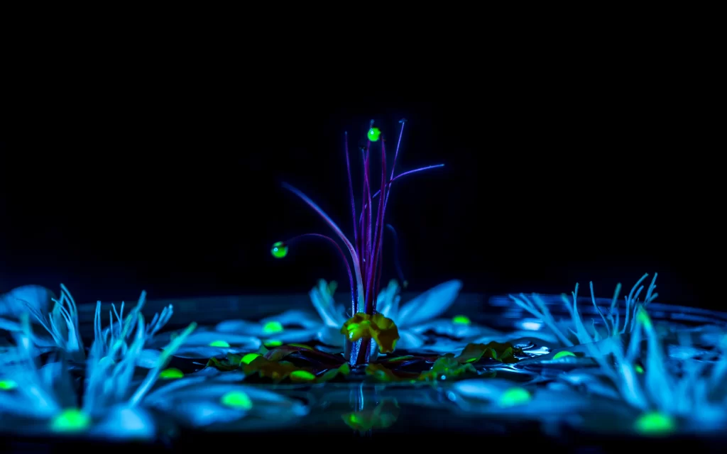 plant water reflection droplets blue purple