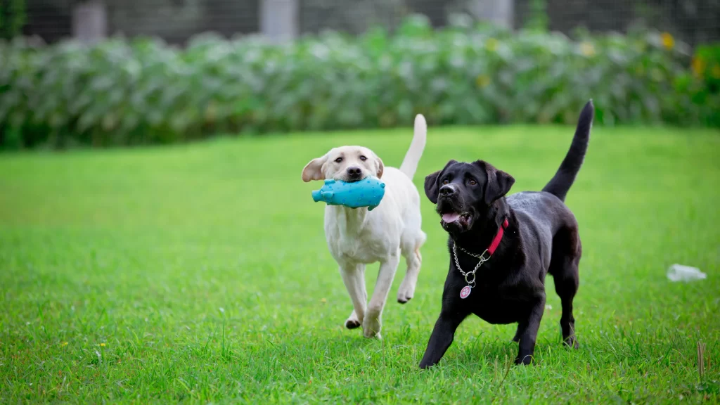 Playful Dogs Grass Field Toy Fetch Joyful