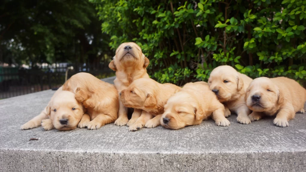 puppies, golden retriever, resting, outdoor, greenery, peaceful