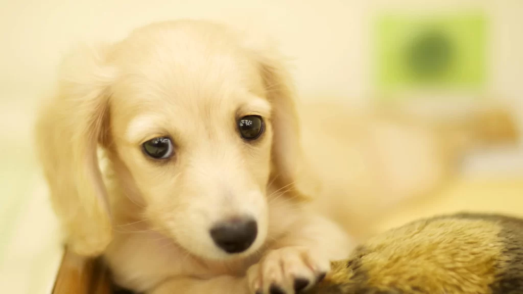 puppy, fluffy, brown, eyes, cute, soft