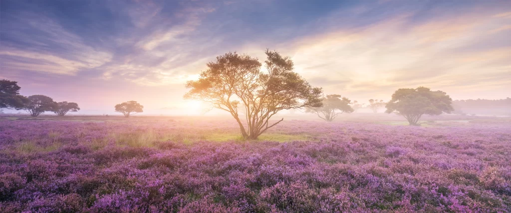 purple flowers sunrise trees mist sky