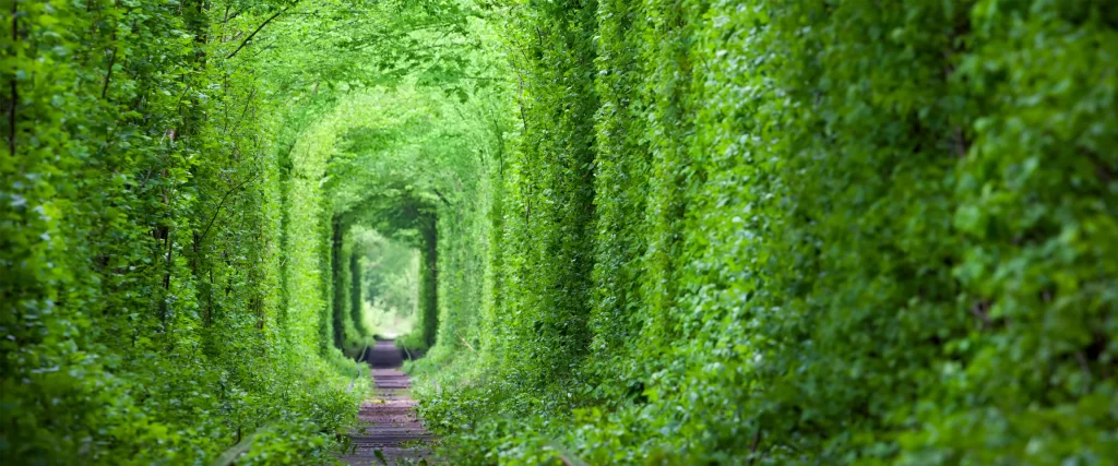 railroad green tunnel nature serene verdant