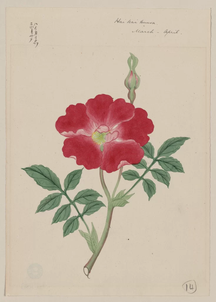 Red Flower Green Leaves Botanical Illustration Traditional Japanese